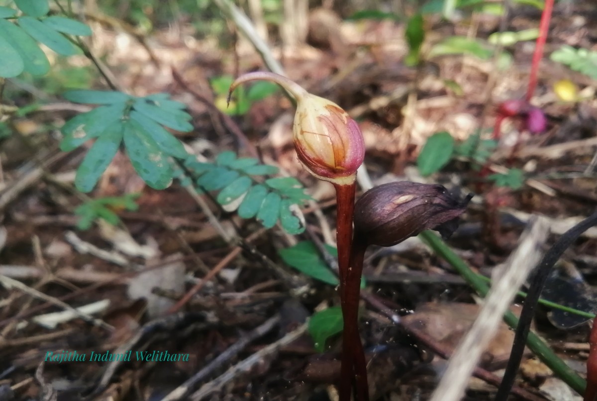 Aeginetia indica L.